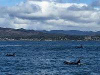 Whale Watching Depoe Bay 